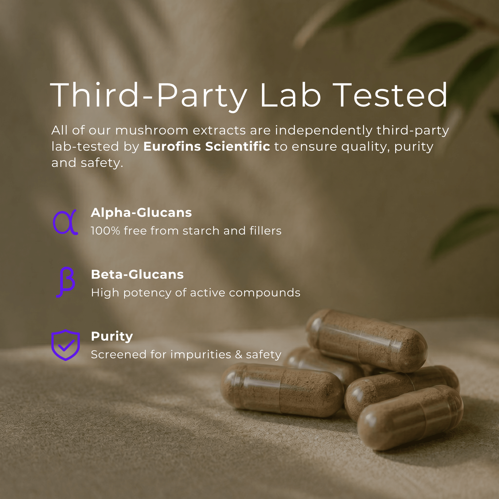 Chaga Mushroom Capsules