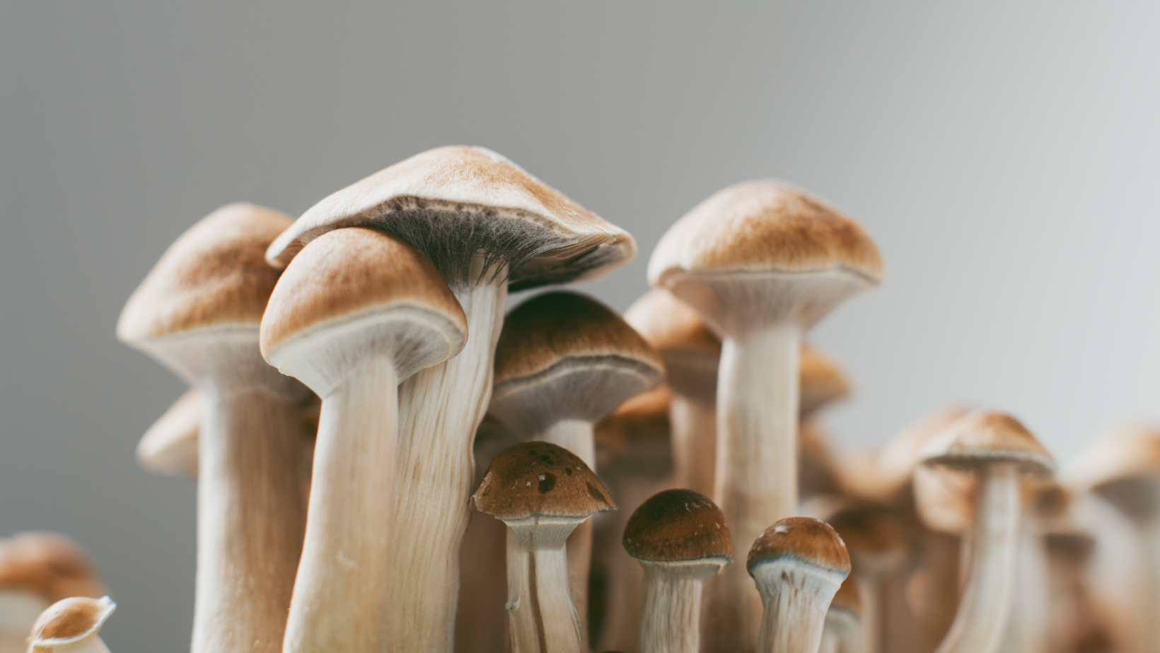 Fruiting Body vs. Mycelium - Which Mushroom Extract Is Right for You