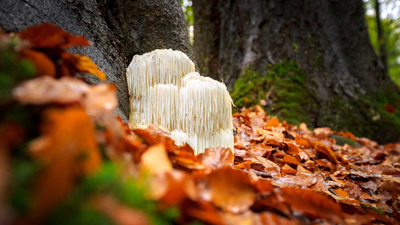 The Marvellous Mane of the Forest: 10 Mind Blowing Benefits of Lion's Mane Mushroom