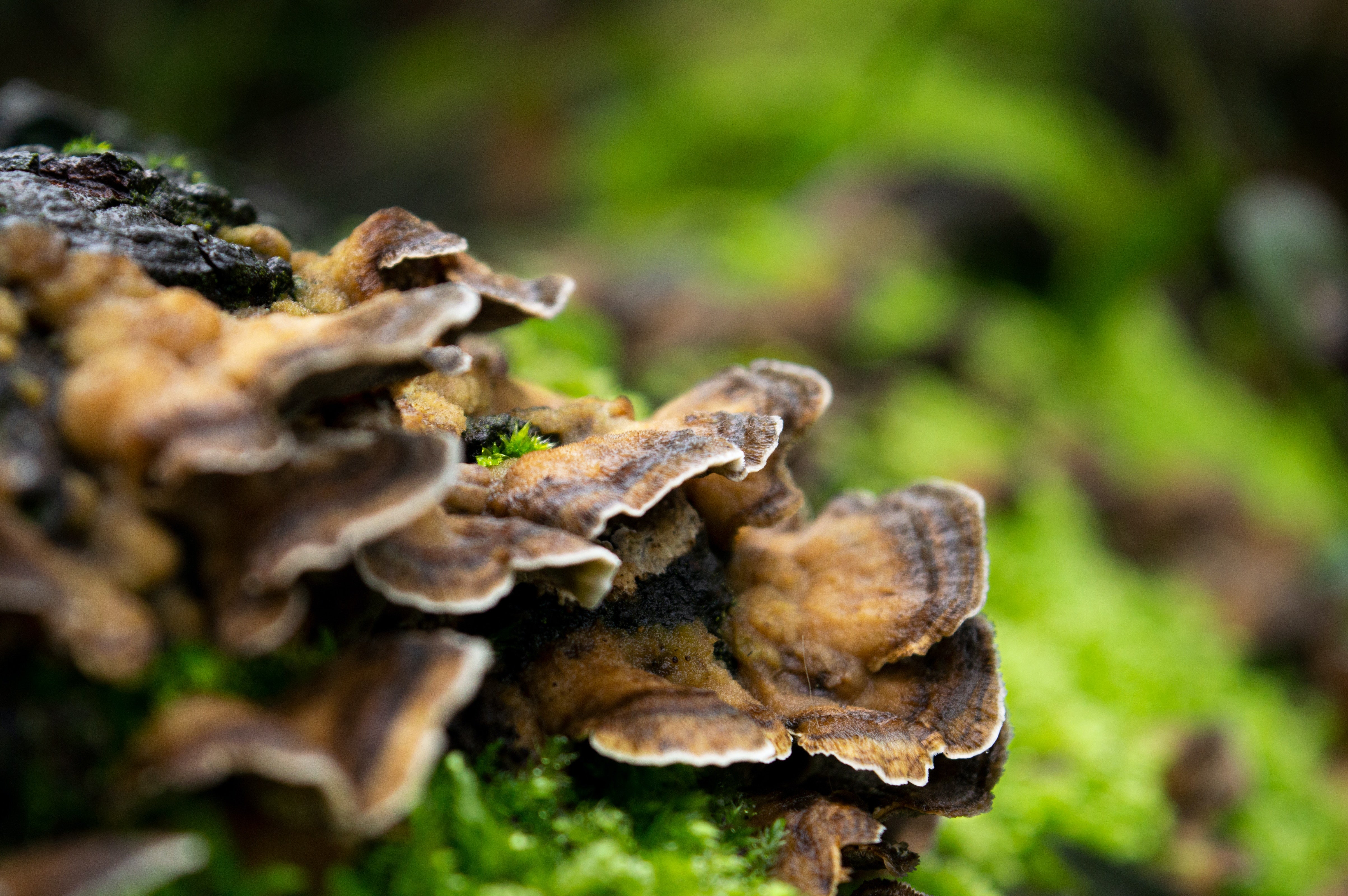From Forest to Wellness: 10 Incredible Turkey Tail Mushroom Benefits