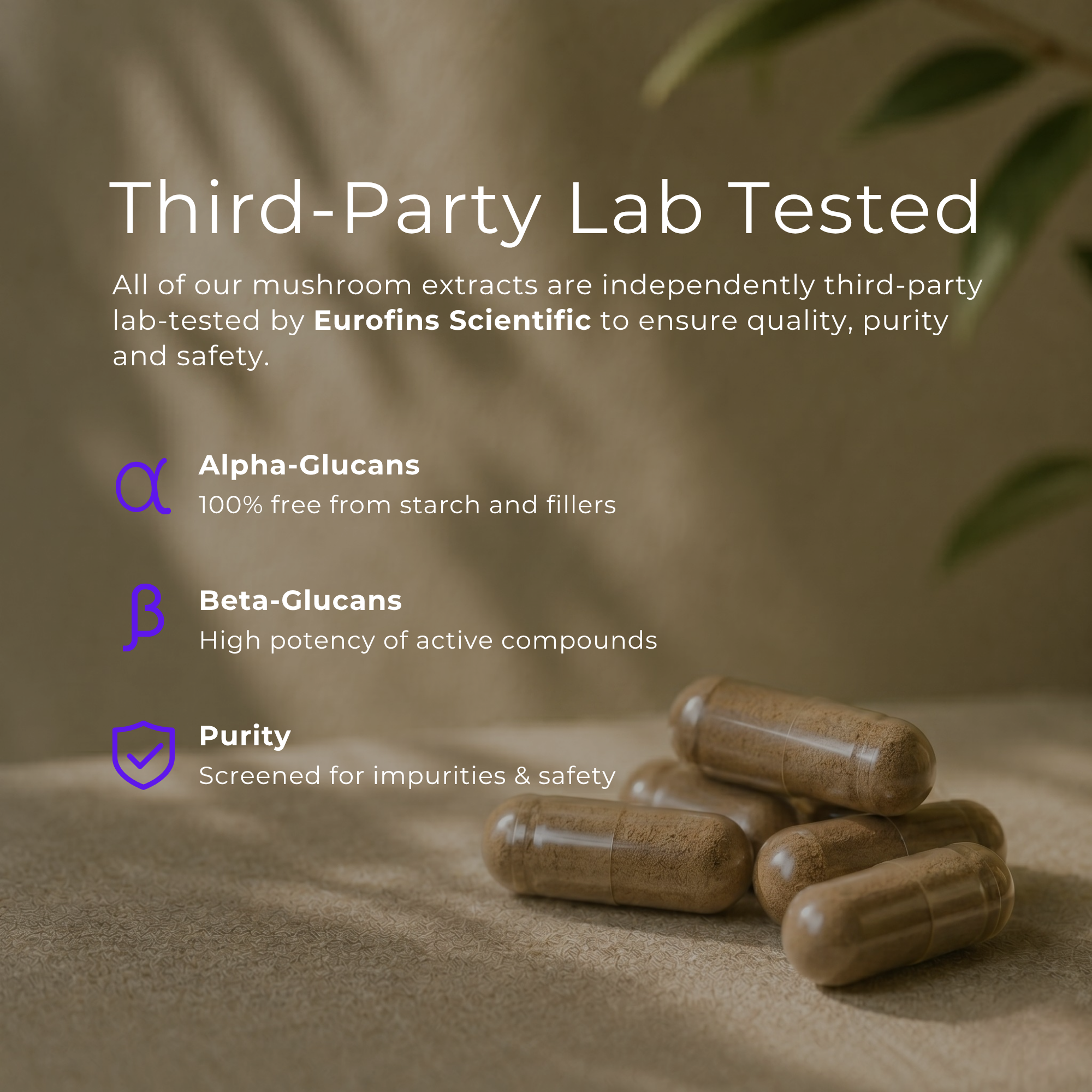 Chaga Mushroom Capsules
